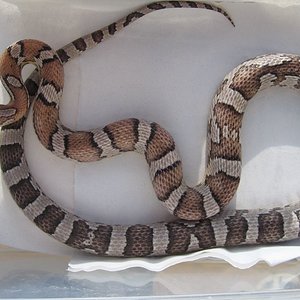 resized_anery 003.jpg