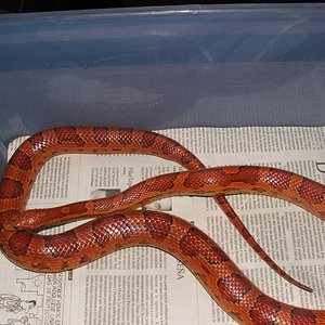 Guttatus Sunkissed 3.JPG