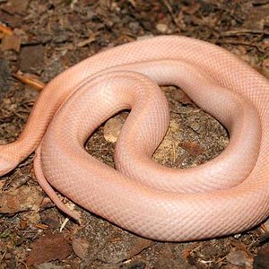 hypo opal stripped.jpg