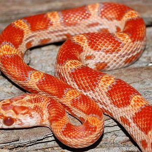 ultramel sunkissed.jpg