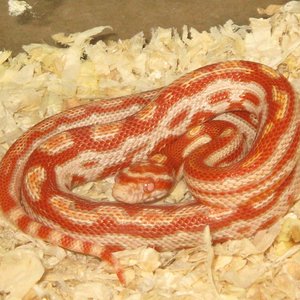 jungle albino x butter motley.JPG