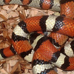 reproduccion gentilis 1.jpg