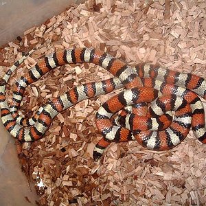 reproduccion gentilis 2.jpg