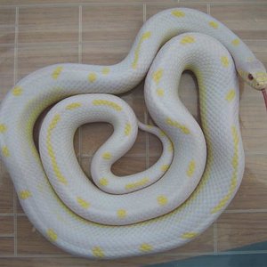 Albino_005 (Small).jpg