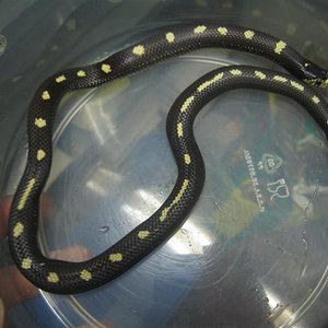 cali 001 (Small).jpg