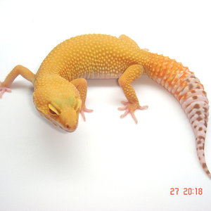 SUNGLOW.01 (WEB).jpg