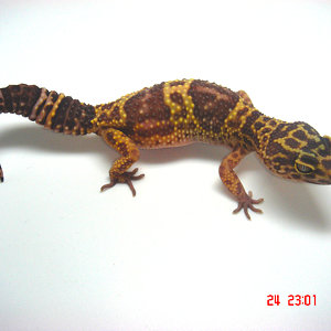 BELL ALBINO (WEB).jpg