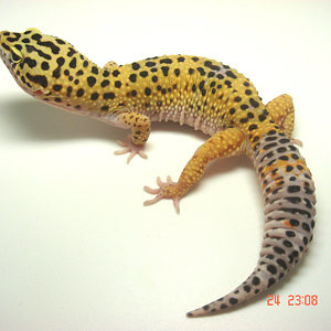 HIGH YELLOW.01(WEB).jpg