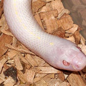 cali snow detalle.jpg