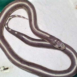 cali lavender stripped.jpg