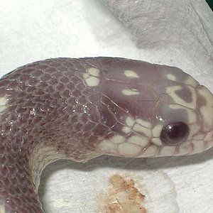 cali lavender stripped detalle.jpg