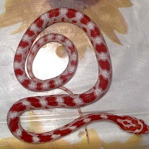milksnake macho.jpg
