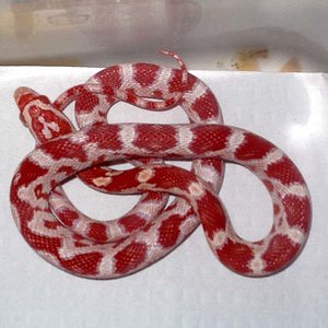 milksnake hembra.jpg