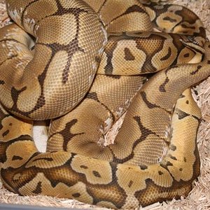 IMG_0554 (Small).JPG