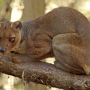 fossa.gif