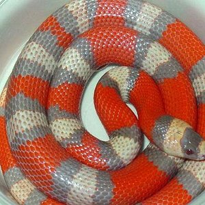 Extreme Tricolor.jpg