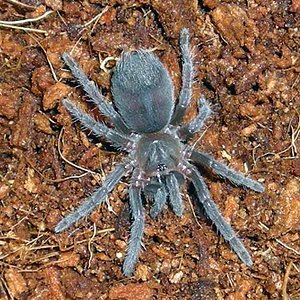 Aphonopelma seemani.jpg