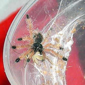 Avicularia geroldi.JPG