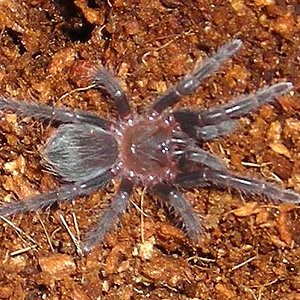 Brachypelma albopilosum.jpg