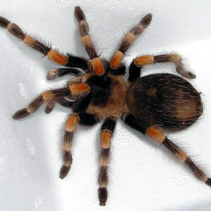 Brachypelma smithi.jpg