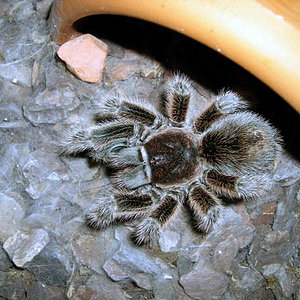 Grammostola rosea hembra.jpg