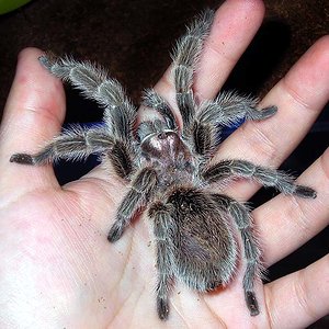 Grammostola rosea macho.jpg