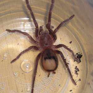 Lasiodora klugii.jpg