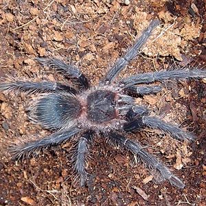 Lasiodora parahybana.jpg