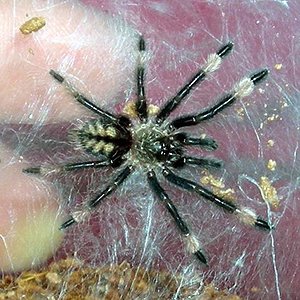 Psalmopoeus cambridgei.jpg