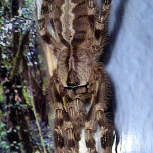 Poecilotheria regalis.jpg