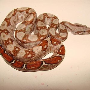 bci n (1) (Medium).jpg