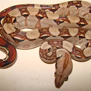 bci n (2) (Medium).jpg