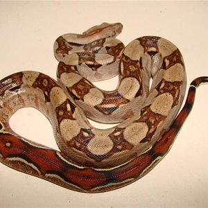 bci n (3) (Medium).jpg