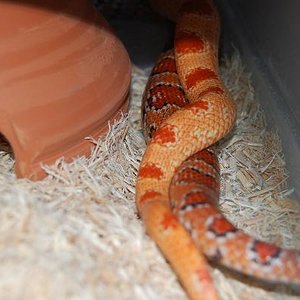 nom hetero x albino..JPG