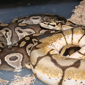 IMG_0553 (Small).JPG