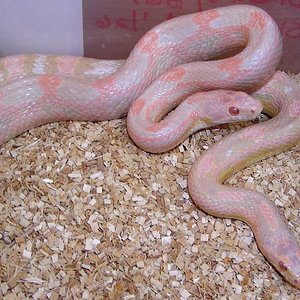 Neon Bubblegum Snows1.jpg