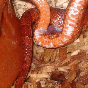 Detalle hemipene 1.jpg