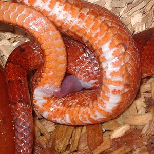 Detalle hemipene 2.jpg