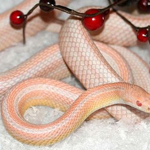 bubblegum snow_stripe_large.jpg