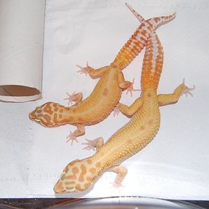 1.1 aptor het.raptor.JPG