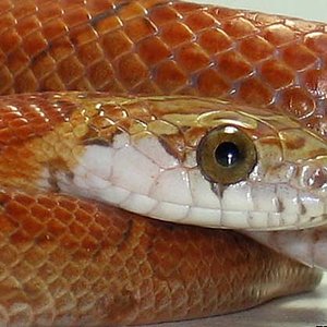 sunkissed motley 2.jpg