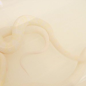 DSCF3420 (Medium).JPG