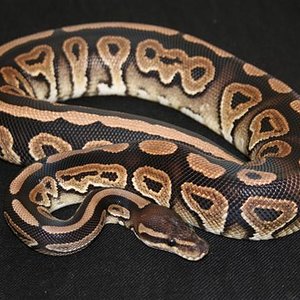 IMG_0575 (Small).JPG