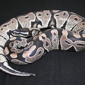 IMG_0580 (Small).JPG