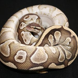 IMG_0590 (Small).JPG