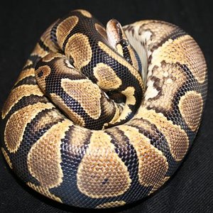 IMG_0602 (Small).JPG