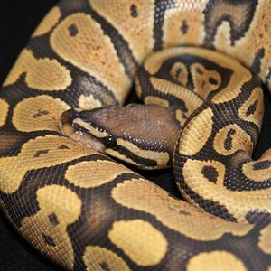 IMG_0609 (Small).JPG