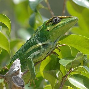 04031108PD_Knight_anole.jpg