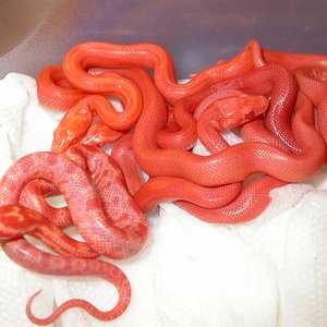 Sunglow striped 2.jpg