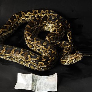 Dwarf molurus F1.JPG